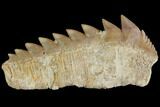 Large, Fossil Cow Shark (Hexanchus) Tooth - Morocco #92624-1